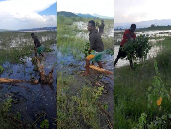 AMU-IUC Project Spearheads Wetland Restoration Around Lake Chamo
